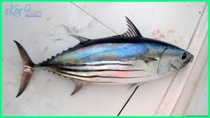 Terancamnya Populasi Ikan Tuna di Laut